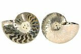 One Side Polished, Pyritized Fossil Ammonite - Russia #174970-2